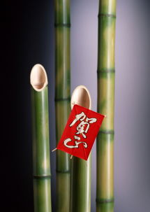圣誕節(jié)日素材集錦 從傳統(tǒng)裝飾植物到新年工藝品模板